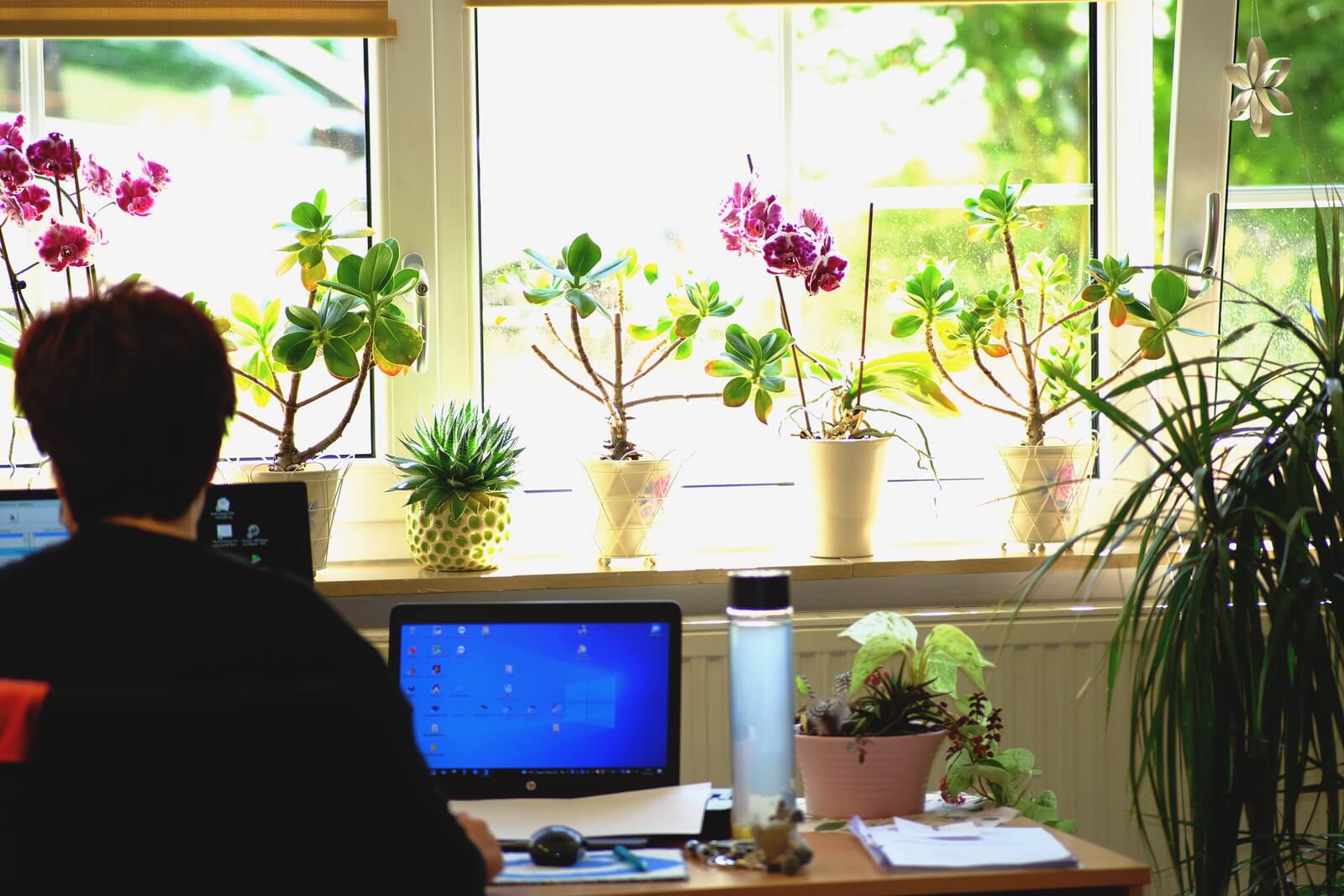 Helles Büro mit vielen Pflanzen